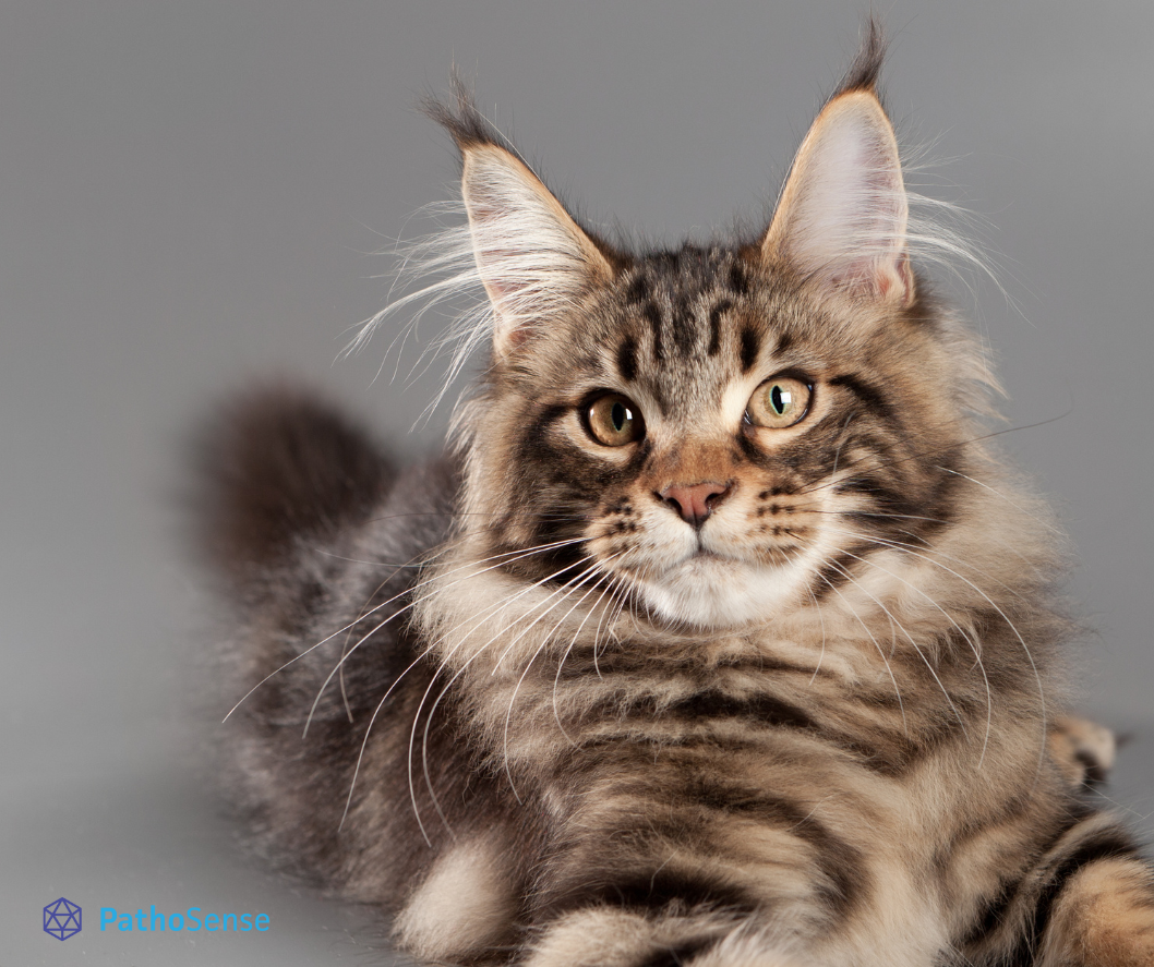 main coone companion diagnostics